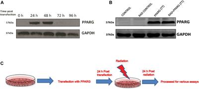Peroxisome Proliferator Activated Receptor Gamma Sensitizes Non-small Cell Lung Carcinoma to Gamma Irradiation Induced Apoptosis
